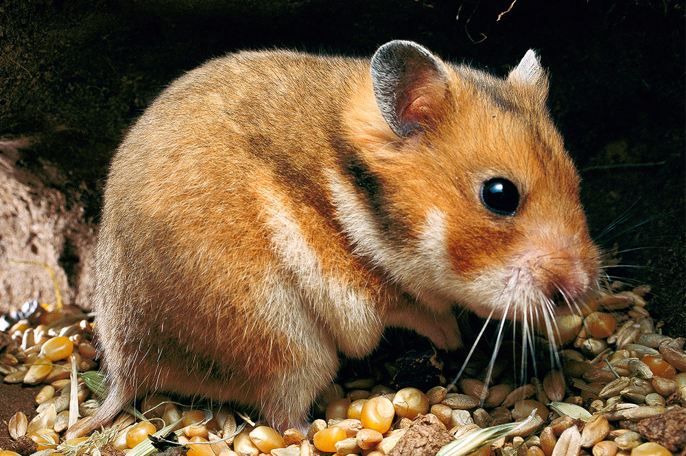 Nervoso come un criceto