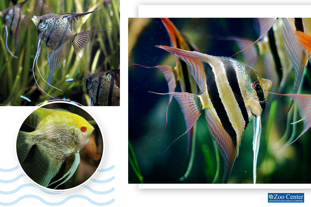 L’eleganza dello Scalare