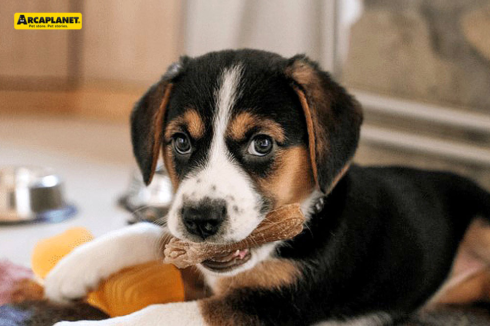 Cosa acquistare quando arriva un cucciolo: la guida completa