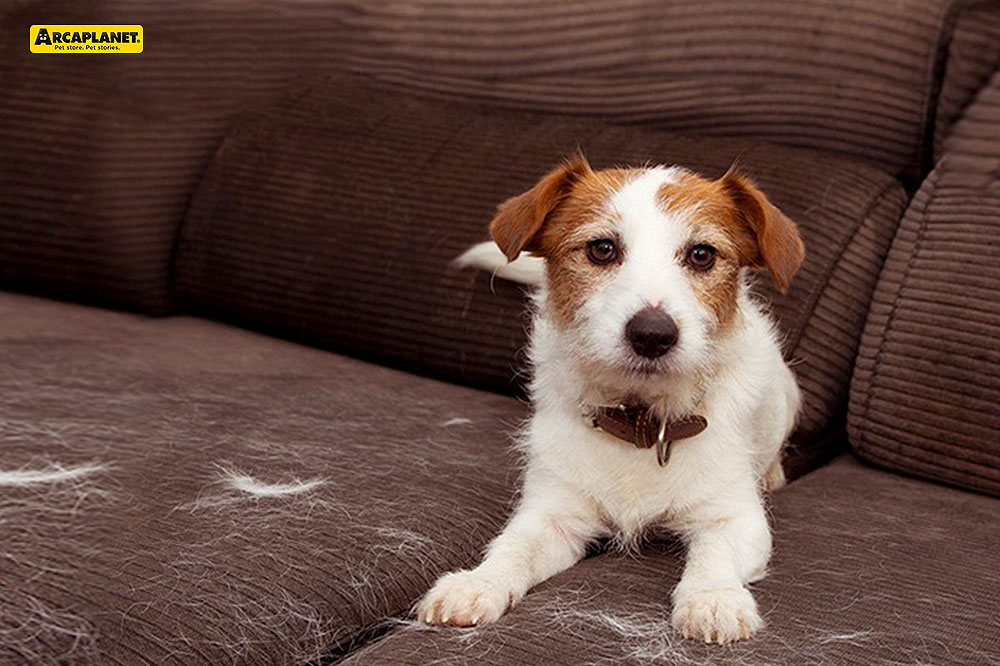 La perdita di pelo del cane: come gestire la muta autunnale - Parco Corolla