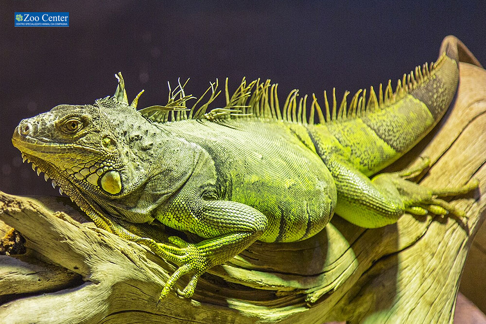 Il mio amico Iguana