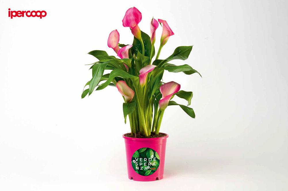 Ipercoop, il Verde della speranza