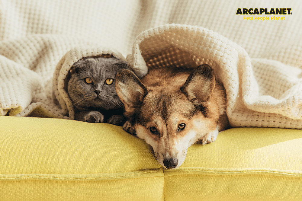 Antiparassitari per cani e gatti: la guida di Arcaplanet 