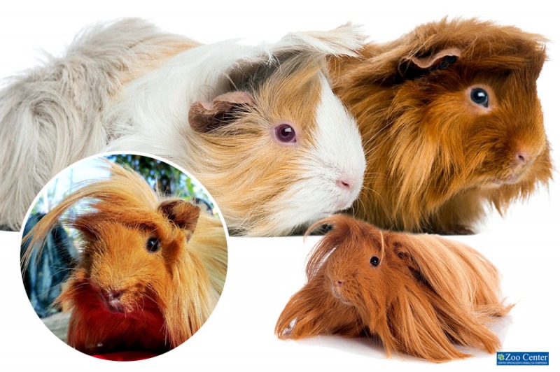 La cavia peruviana