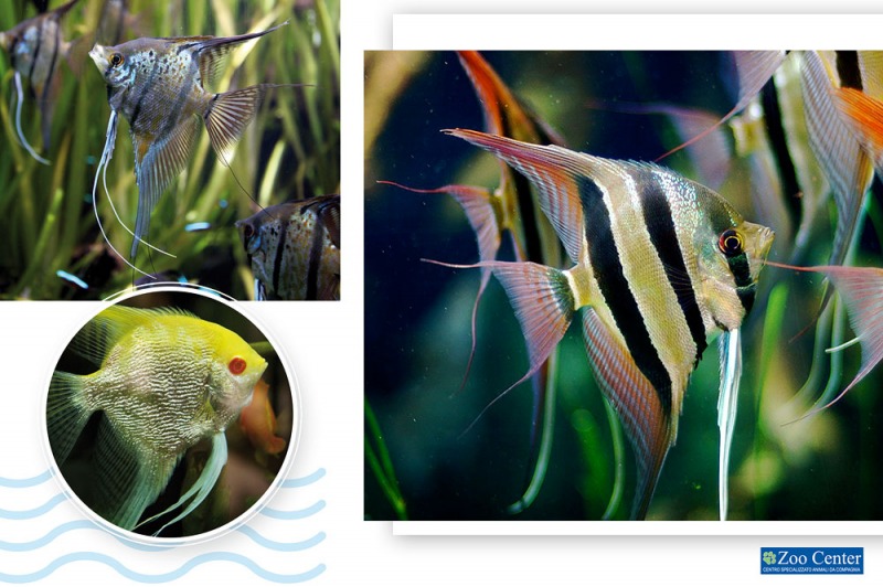 L’eleganza dello Scalare