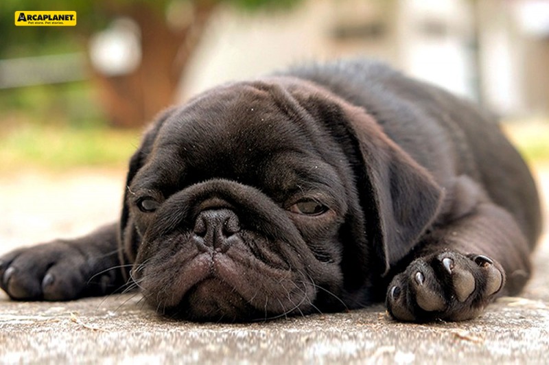 Il colpo di calore nei cani: 8 consigli utili