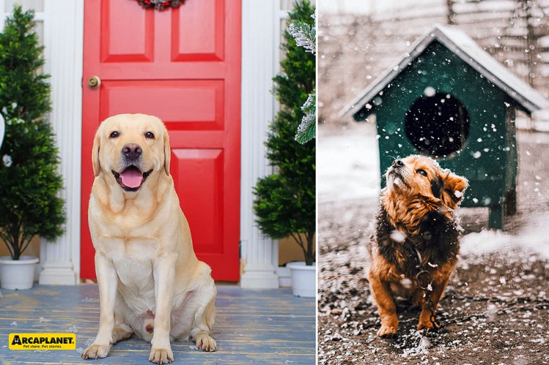 I cani possono dormire fuori d'inverno? Pro e contro