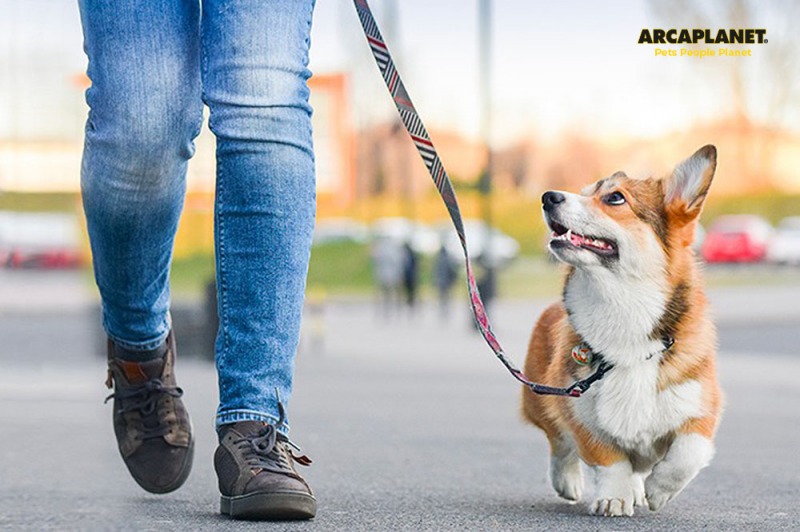 Passeggiata con il tuo cane: gli accessori indispensabili